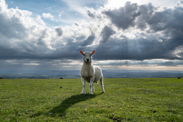 Schaf im Dartmoor-Nationalpark / England