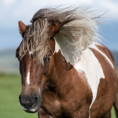 Pferd im Dartmoor National Park