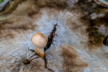 The mushroom grew in the crevice of an old stump.