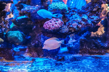 Fish in the aquarium behind the glass.