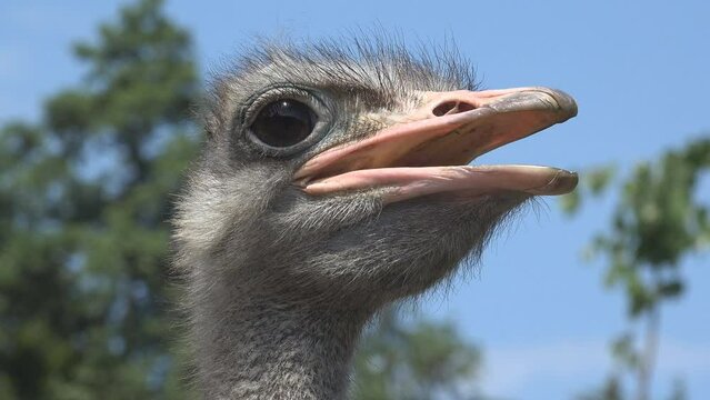 African ostrich (Struthio camelus) close portrait