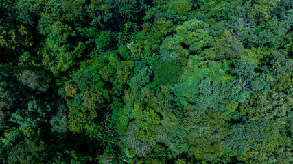 Aerial view of nature green forest and tree. Forest ecosystem and health concept and background, texture of green forest from above.Nature conservation concept.Natural scenery tropical green forest.