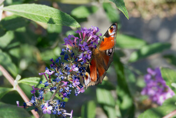 European peacock butterfly (Aglais io) perched on summer lilac in Zurich, Switzerland