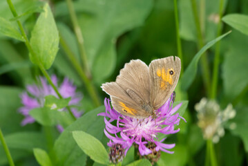 Meadow brown (maniola jurtina) butterfly sitting on a pink flower in Zurich, Switzerland