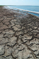 Dried macrophyte algae on the sandy shore of the salty Tuzla estuary