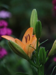 Salmon lily on the background of large green leaves and small purple flowers