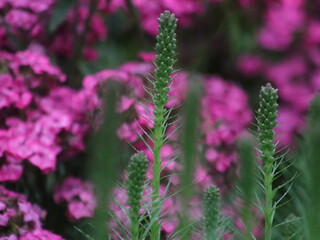 Purple flowers on a background of green leaves and plants