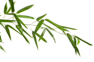 bamboo branch on white background
