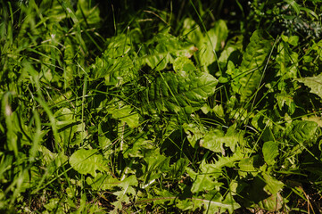 Background of green grass, weed growing in the garden. Photography of nature.