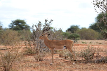 Fototapeta premium Voi and Tsavo national park