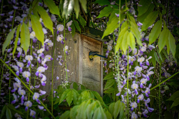 Blue tit entering the nest in birdbox, hidden in bloomist wisteria