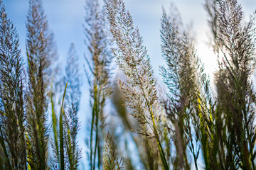 Cane crop in front of blue sky