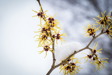 Hamamelis intermedia, a winter flowering shrub