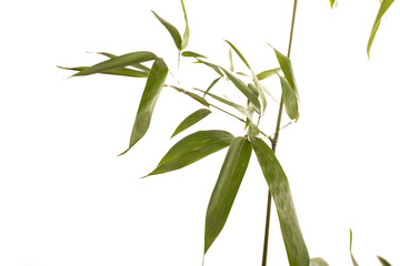 bamboo branch on white background