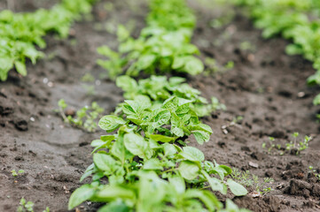 Green bushes of potato plant grow in the garden. Photography, nature, growing food, agriculture.