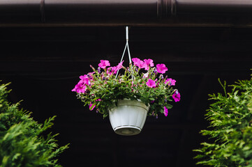 Garden pots hang against a wall with pink petunia flowers outdoors. Photography of nature.