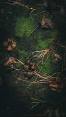 texture, stones, roots, green lichen, brown dry leaves, after rain