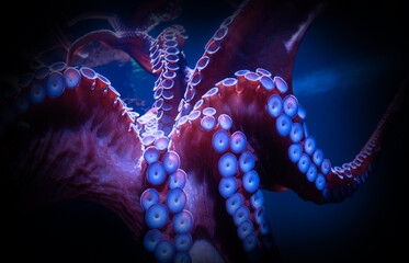 Octopus on display in the aquarium.	

