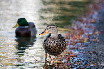 duck on a pond