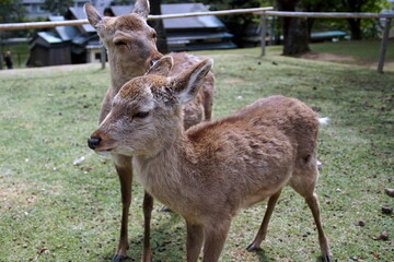 奈良公園　鹿