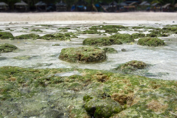The view when former coral reef rocks appear on the beach when the sea water is receding. On it has grown green algae.