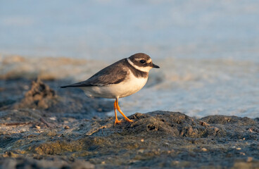 Ringed plover (Charadrius hiaticula) on a coastal area