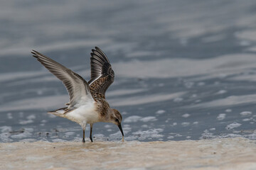 A Little Stint, Calidris minuta standing in the water