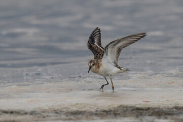 A Little Stint, Calidris minuta standing in the water