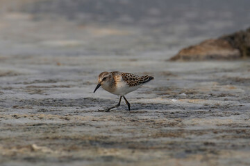 A Little Stint, Calidris minuta standing in the water