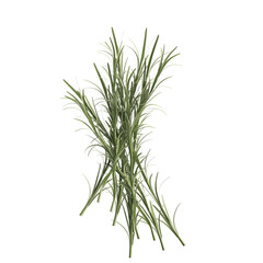 3d illustration of rosemary leaf isolated transparent background