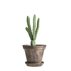 3d illustration of potted cactus plant isolated transparent background