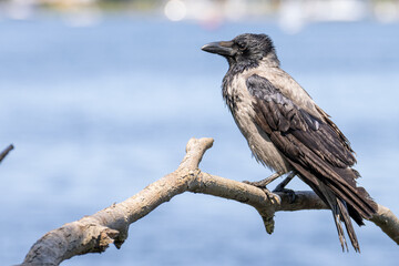 crow on a branch
