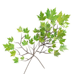 3d illustration of leaf isolated on transparent background