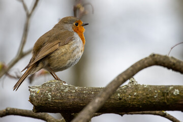 robin on branch