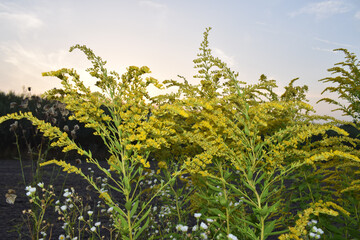 sunset in the field with a view of the tiny yellow flowers of goldenrod, which is a herb and herb.
