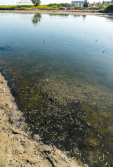 Environmental problem, mass death of fish Atherina sp. in the canal