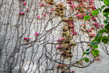 autumn leaves on the wall