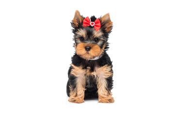 Yorkie puppy with bow isolated on white background