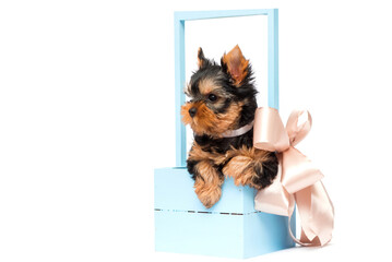 Yorkie puppy in a basket on a white background