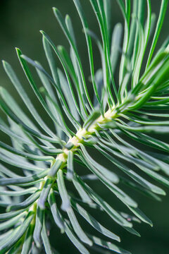 fresh Christmas tree needles, macro, abstract nature in natural light