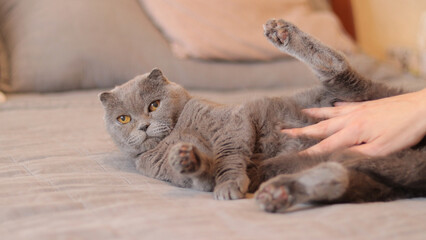 A woman's hand strokes a domestic cat. A British breed cat lies on the bed. A pet in caring hands, a cozy atmosphere. A beautiful gray cat is resting on the bed