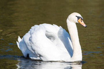 Naklejka premium swan on the lake