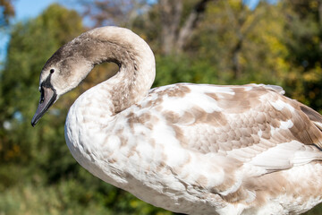 Swan in the grass