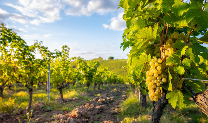 Grappe de raisin blanc dans les vignes en France. - obrazy, fototapety, plakaty