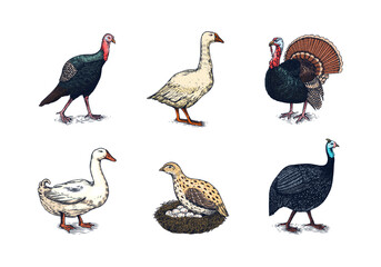 Domestic Chicken bird. Turkey, guinea fowl, goose, duck, quail. Hand drawn. Engraved Farm animal. Old monochrome sketch. Retro template.