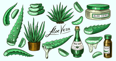 Aloe vera set. Sketch of Plant and bunch and leaves. Ingredient for herbal medicine or cosmetics. Hand drawn Vintage ink sketch. Products for label, advertesment, typography or banner, poster 