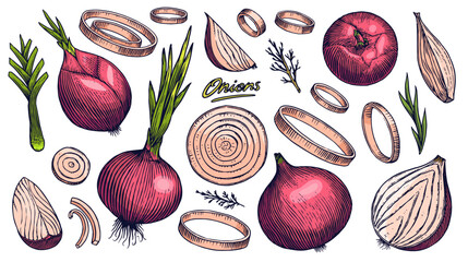 Red Onion bulb, Half cutout slice and rings. Hand drawn with ink in vintage style. Linear graphic outline design. Detailed vegetarian food. Vector illustration for label, poster, print