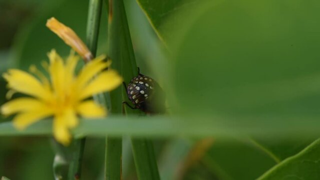 The southern green stink bug alias Nezara viridula climbs on the leaf
