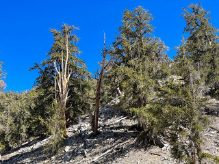 Old trees at Ancient Bristlecone Pine Forest