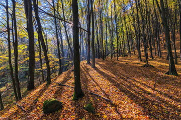 Fototapeta premium park in carpathian deciduous forest. beautiful nature scenery in autumn. foliage in fall colors